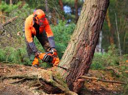 Best Tree Cabling and Bracing  in Pine Ridge At Crestwood, NJ